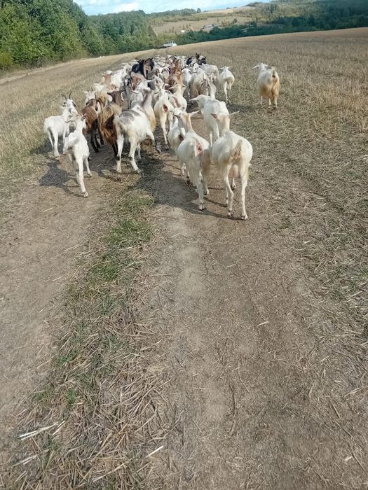 Vând capre cu 360 lei/buc negociabil