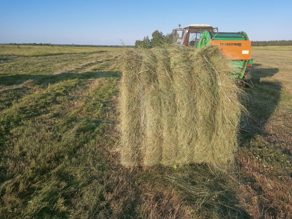 Продам сено в рулонах