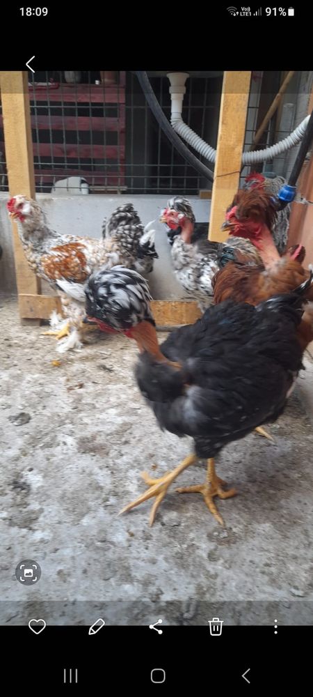 Cocosi motati romanesti