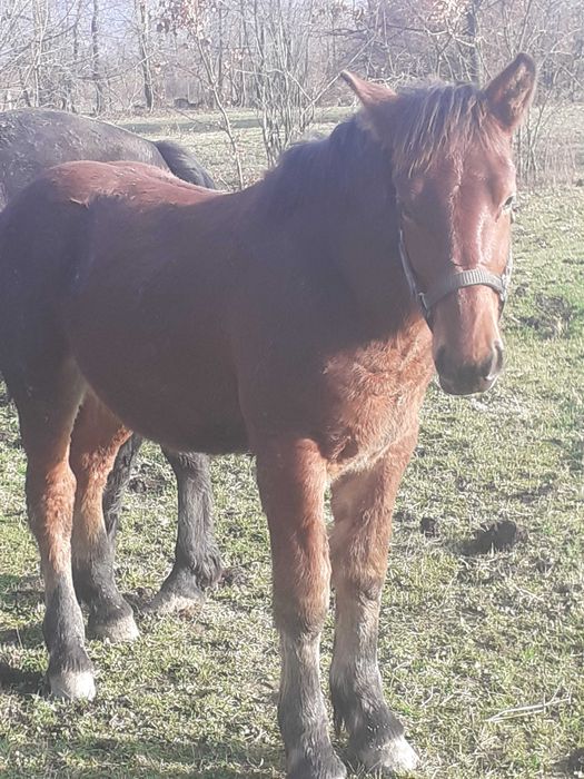 Mânz de vanzare de 7 luni