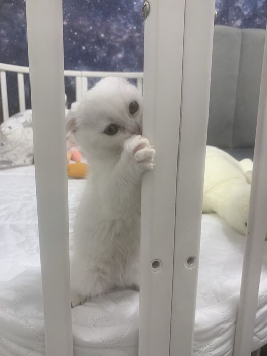 Скоттиш Фолд ( Солид Вайт)