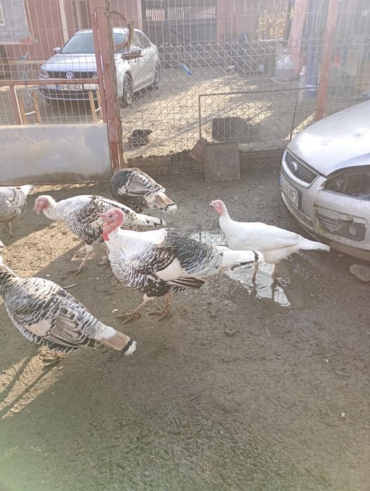 Vând o pereche de curci  de anul asta la 400 de lei perchea