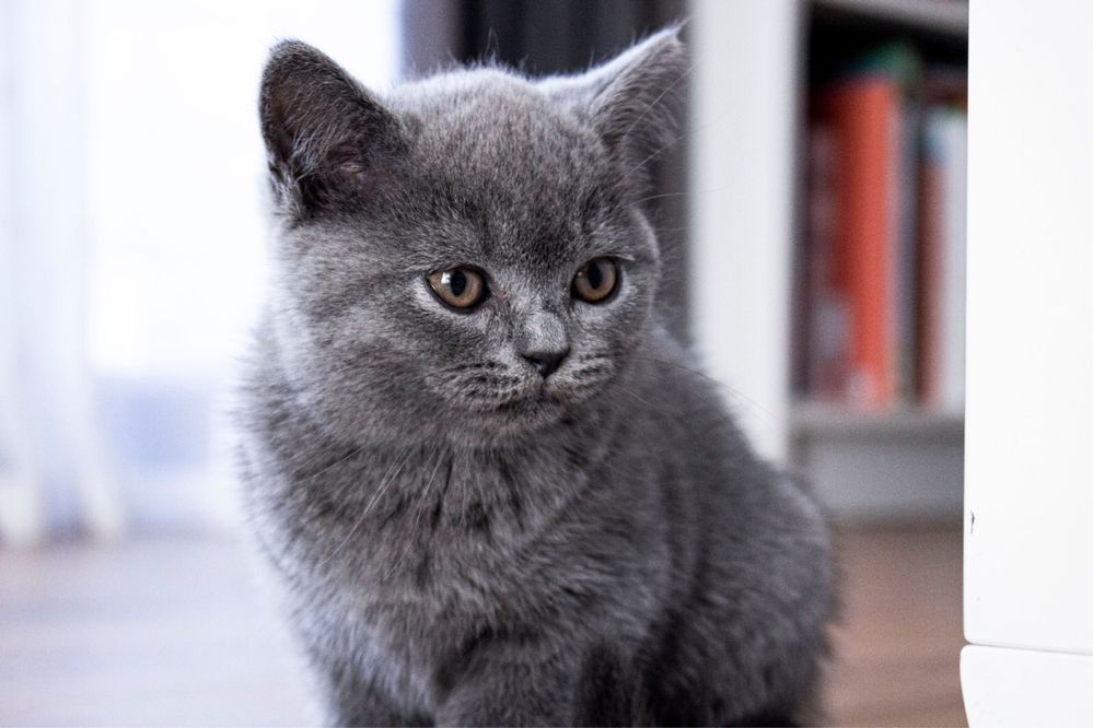 British Longhair sau Shorthair