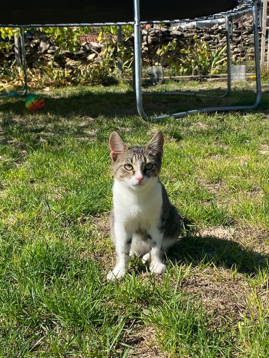 Подарявам малки котенца