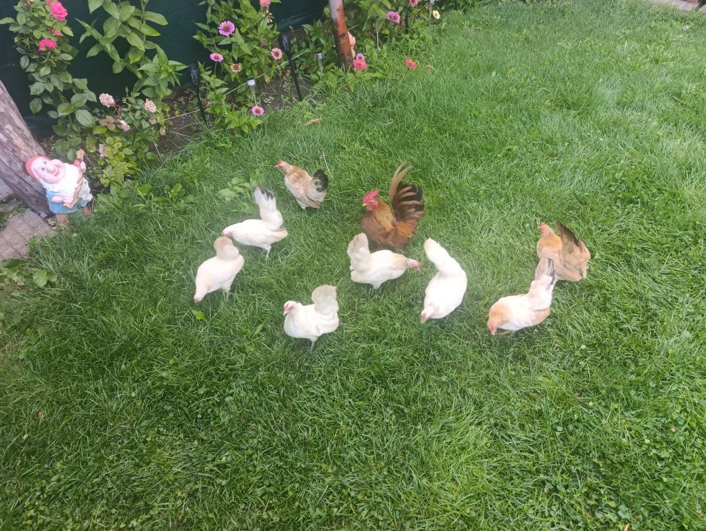 Декоративни Кокошки европейска серама.