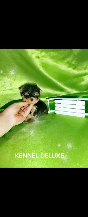 Йоркширски териер мини ЖЕНСКИ