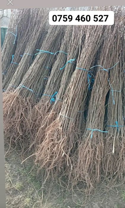 Vând puieți de replatare salcâm brad molid salci