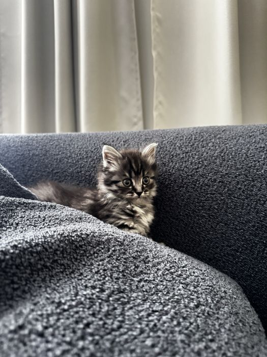 Продам котенка британец