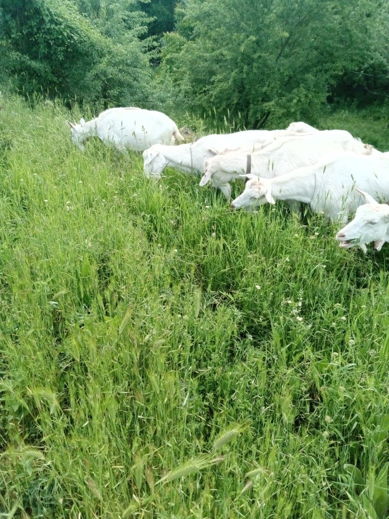Домашни продукти/храна от село