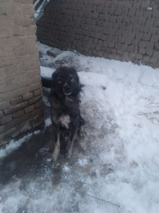 Алабай сатылады 1 жарым жасар