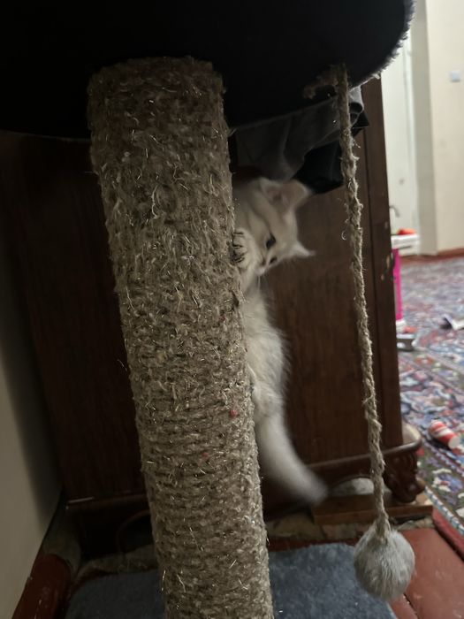 Скоттиш фолд-скоттиш страйт породы