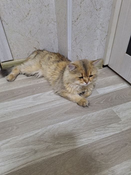 Zalataya shınshılla srochna sotıladı