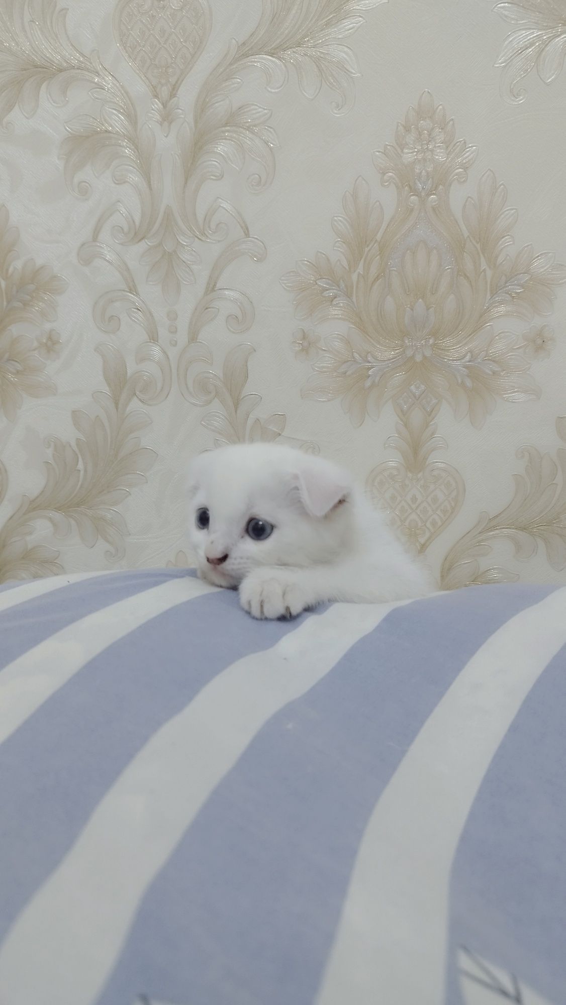 Кот продается (Лоток входит)