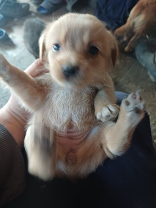 Donez cățelușe pitice