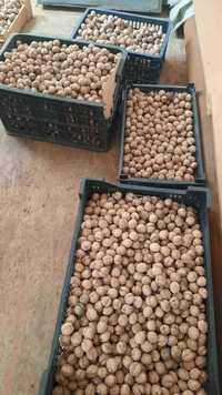 Продам грецкие орехи тонкокорые в медеуском районе (компот)