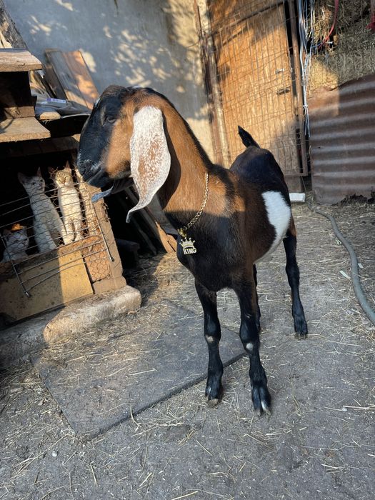 Vand tap anglonubian din parinti cu pedigree de slovacia