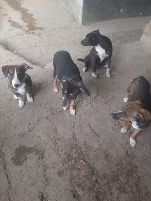 Щенки звонки в хорошие руки