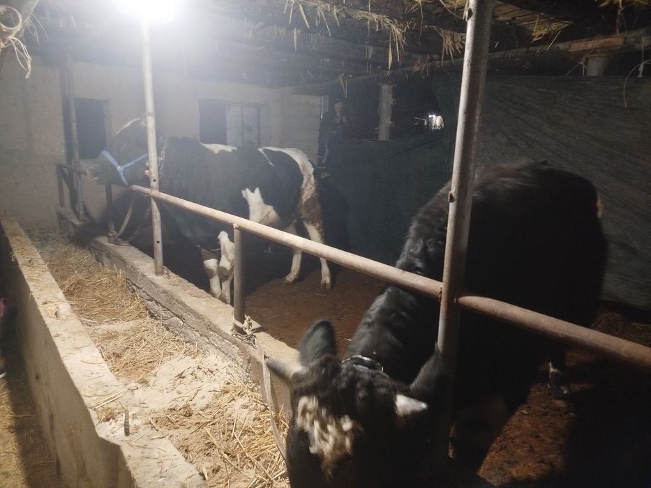 Boqma novoslar sotiladi tish buzmagan xali