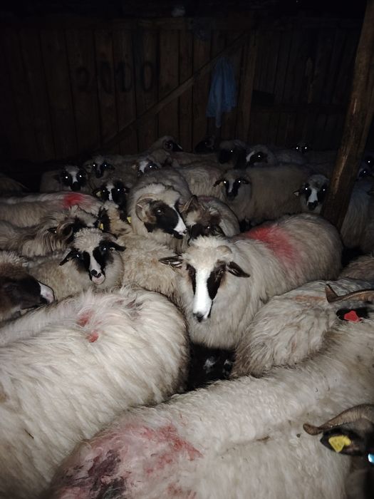 Vând 20 de oi frumoase,bine îngrijite și cu tratamentele la zi!