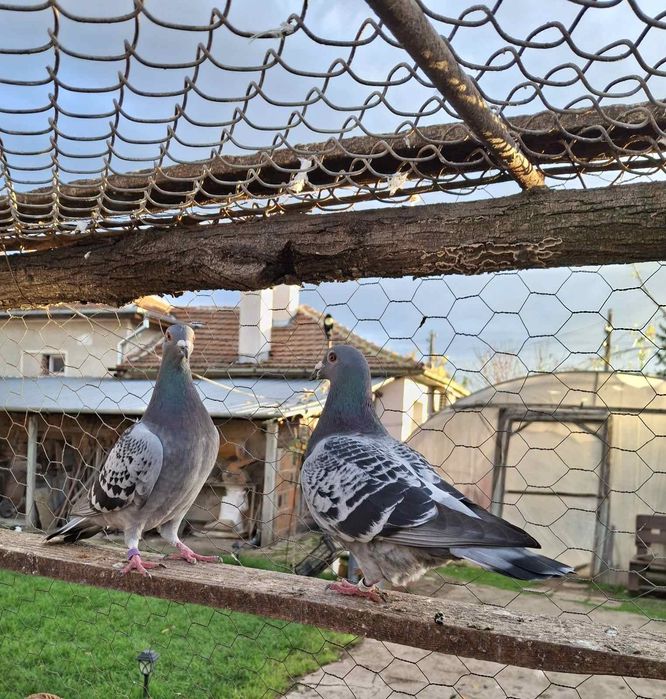 Спортни пощенски