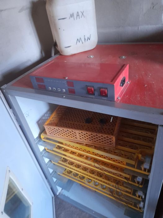Incubator  MS294