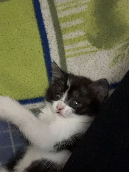 Отдаем котят в добрые руки