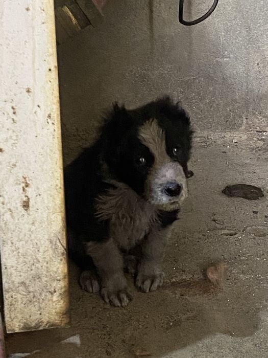 Чемпион Қарабастың  күшігі сатылады!!!