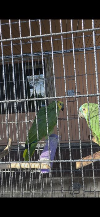 Pereche Papagali Amazon cu frunte albastra