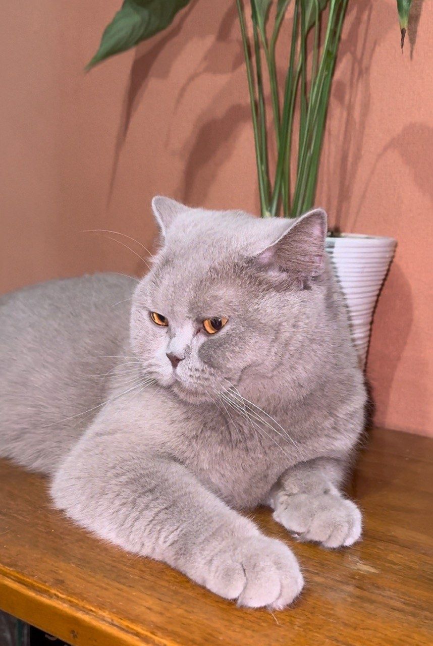 Чистокровные котята британской породы!