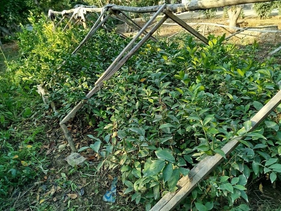 Limon(meyer) koʻchatlari sotiladi 4-5 yillik