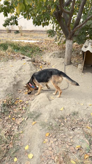 Продается чистокровная немецкая овчарка