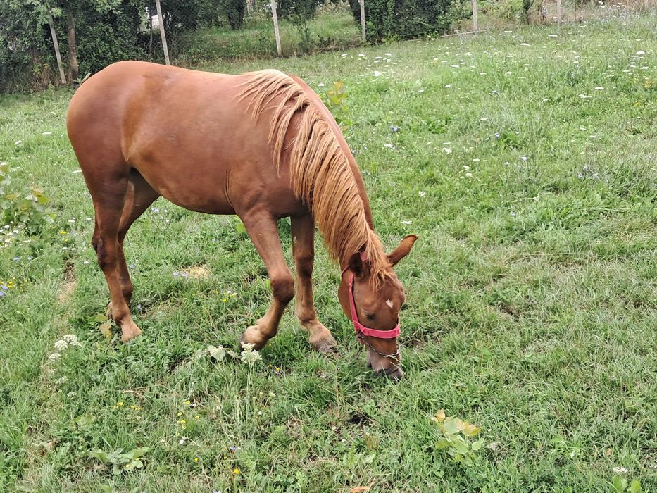 Vând mânză de 1 an jumătate
