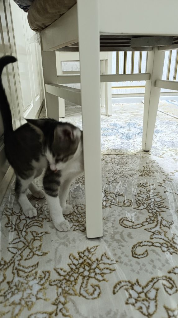 Кошка жаннета на хорошие руки