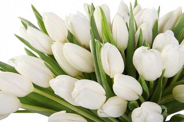 САМАЯ НИЗКАЯ ЦЕНА У НАС Тюльпан оптом на 8 марта цветы  Голландские