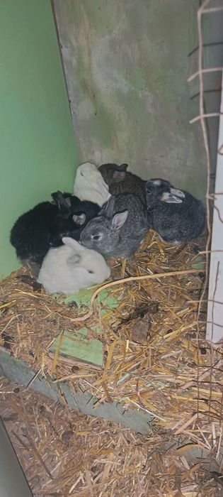 Куёнчалар сотилади