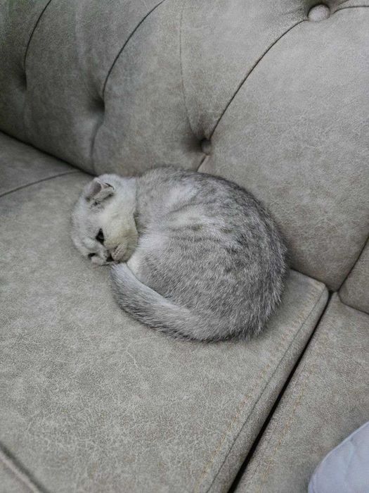 Продаётся котёнок серебристая шиншилла скоттиш фолд