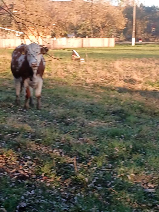 Juninca de vanzare din vaca buna de lapte