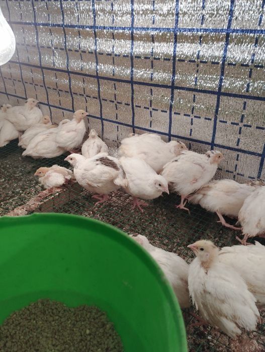 Bedana jojasiga zakaz olamiz  BELI GIGANT paroda