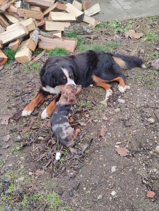 Femela Ciobanesc de berna