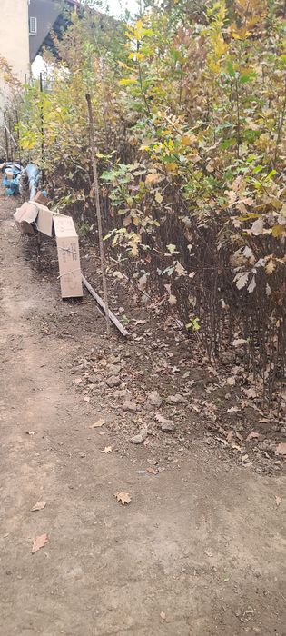 Dub, Chinor, Kashtan ko‘chatlari sotiladi!