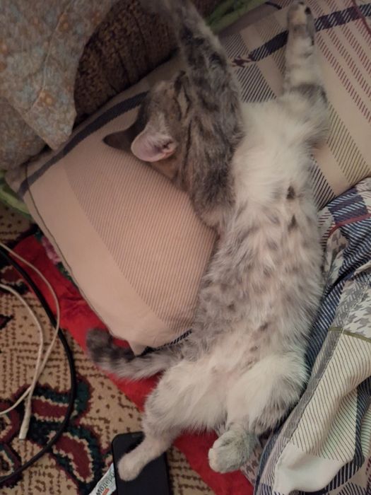 Котенок девочка бесплатно