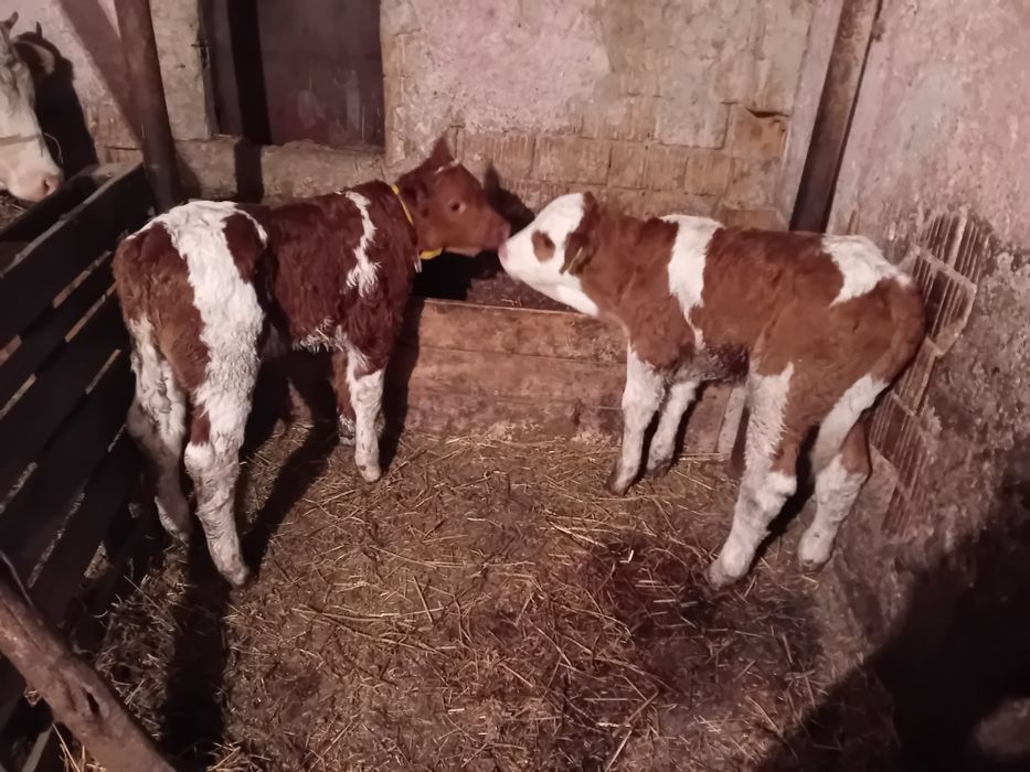 Vând un tăuraș și o vițea balțată de 3 săptămâni