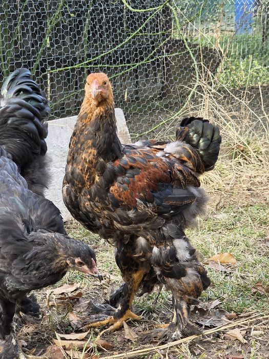 Gaini si cocosi brahma tineret predare personala Petrachioaia sau Buc.