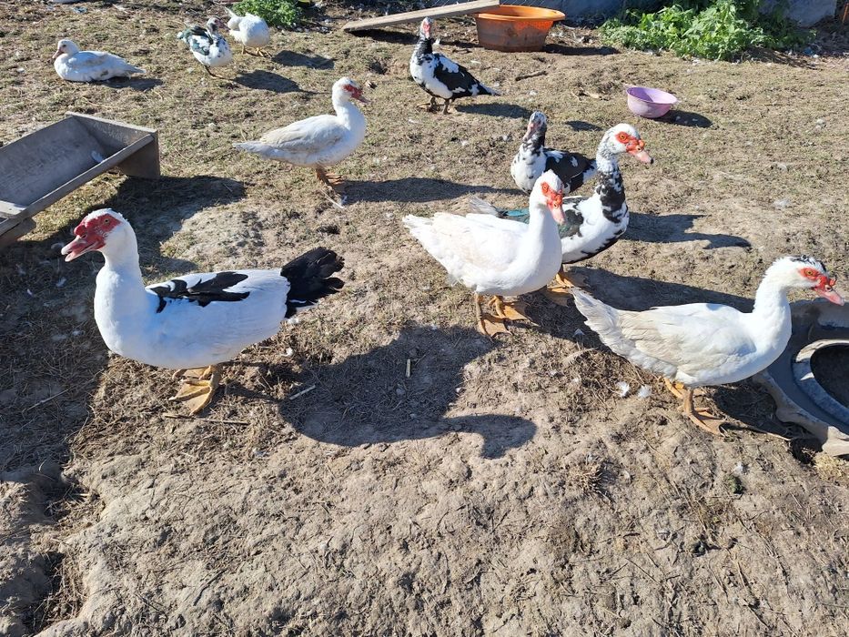 Rațe mute si rățoi la alegere