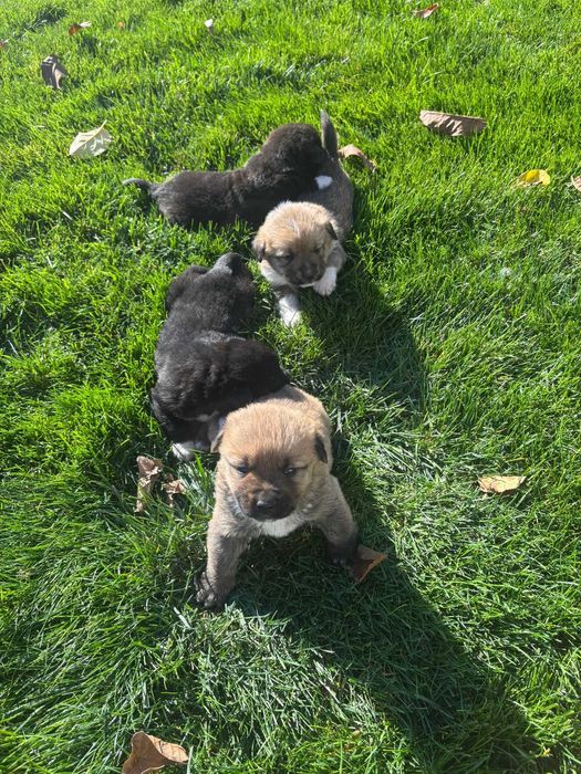 Ofer spre adoptie 7 catelusi super simpatici