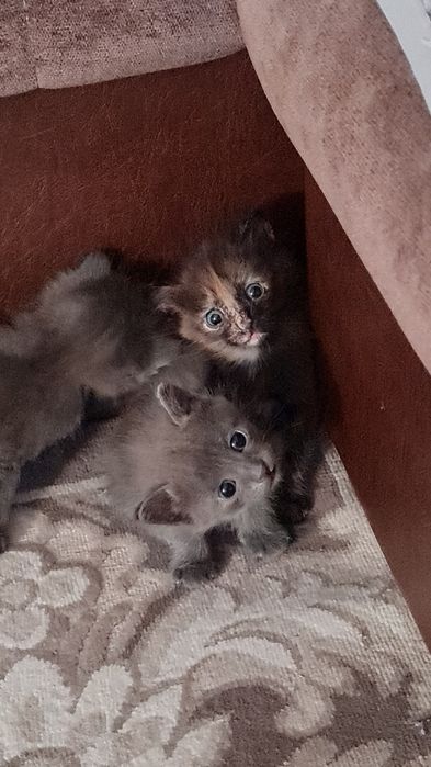 Домашние котята, 3 месяца