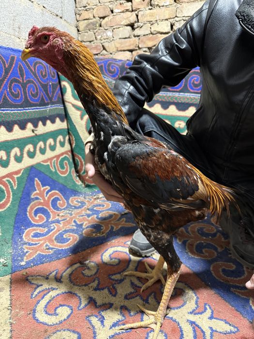 Карейст шөже сатылмда