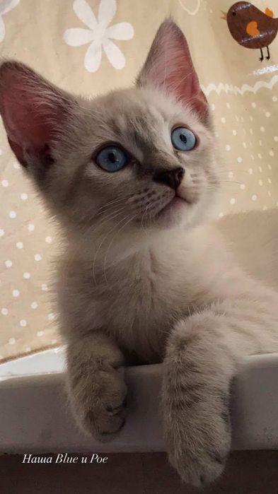 Котёнок тайской кошки