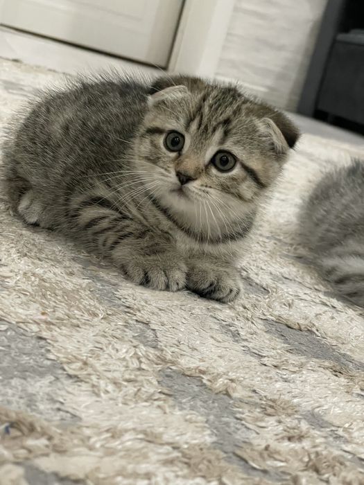 Шотландские котята скотиш фолд