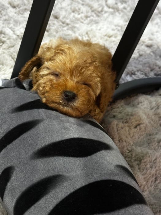 Куче той пудел на 2 месеца